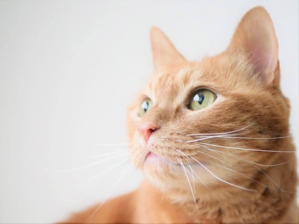 茶トラ柄の猫の顔