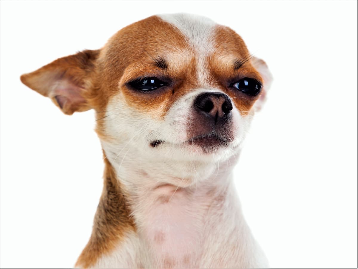 アボカドには犬に毒性があるペルシンが含まれ体調不良を引き起こす可能性あり