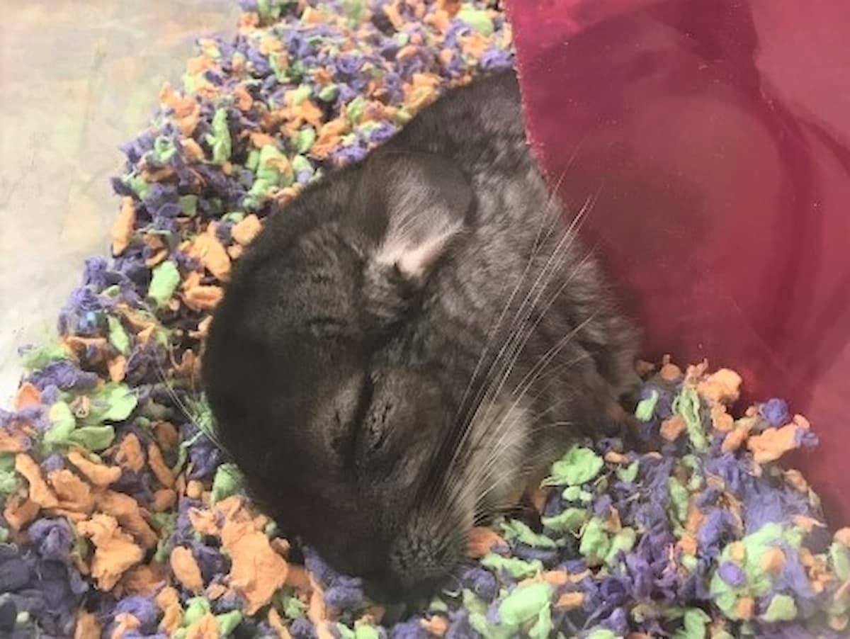チンチラの飼育には適温キープが重要