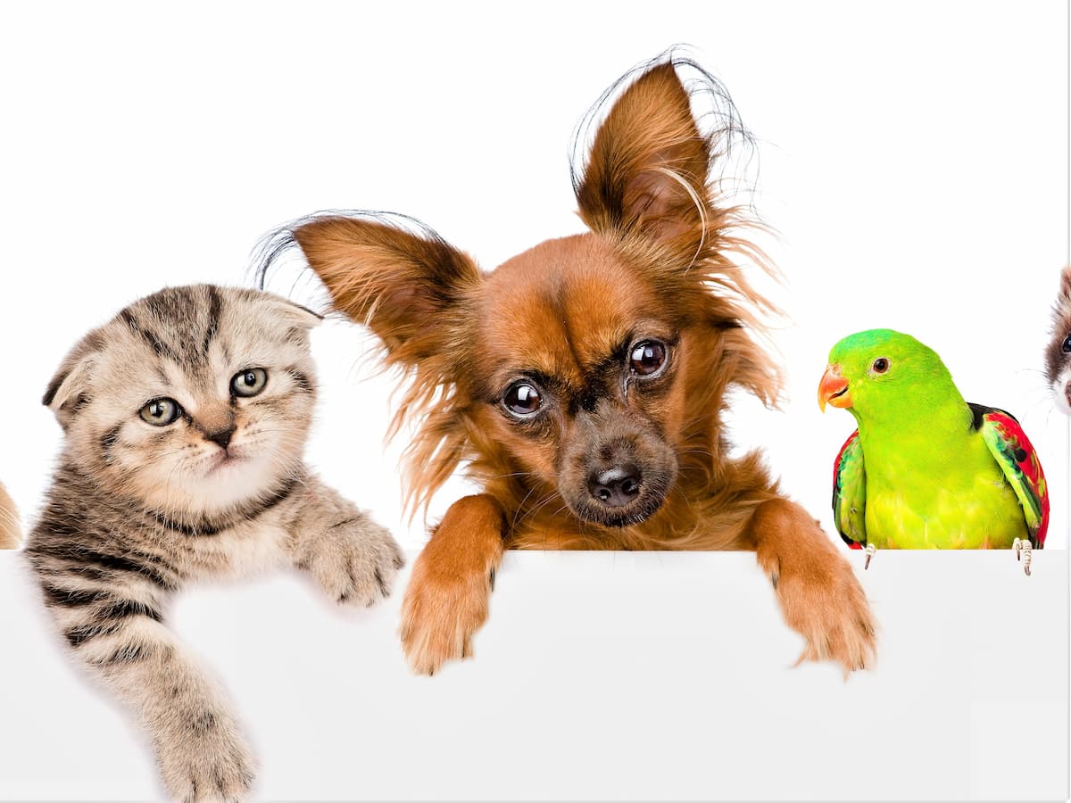 アボカドは犬･猫･鳥のいる同じ部屋で調理しない方が安全