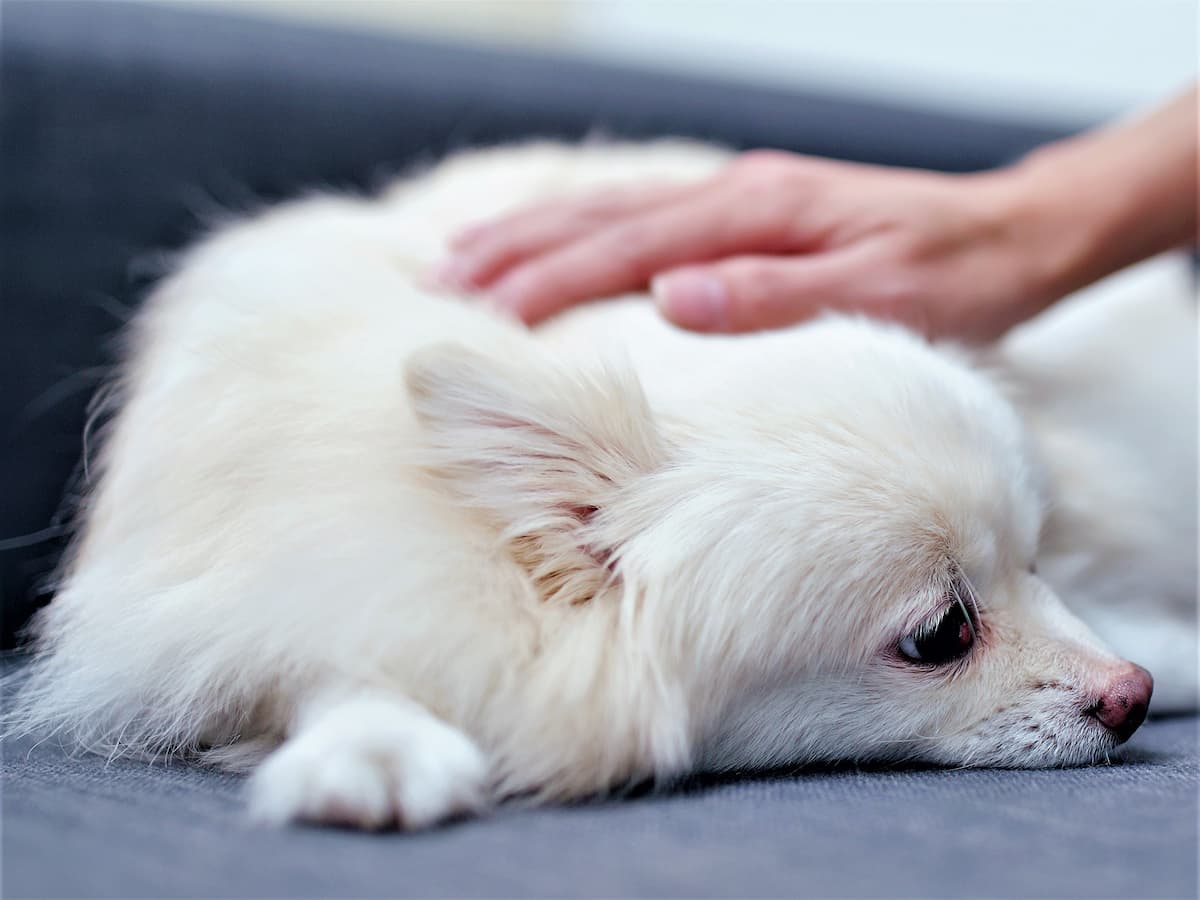 じゃがいもにアレルギーを示す犬もいるので少しの量から食べさせて