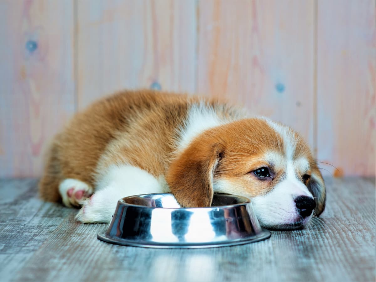 犬がアボカドを少量舐めたり食べたりしたら危険！？