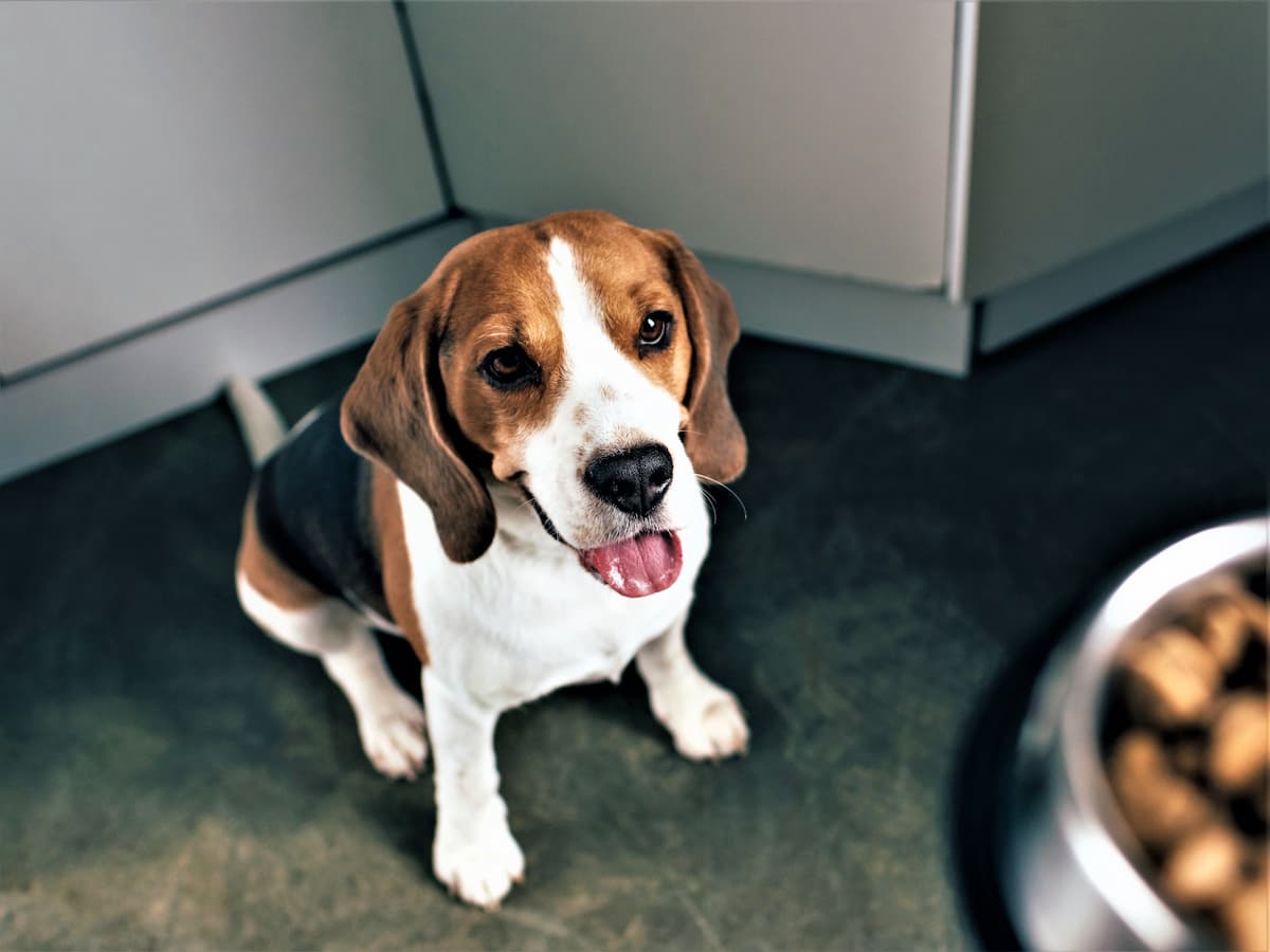 アボカド入りのドッグフード「アボダーム」は犬が食べて大丈夫？