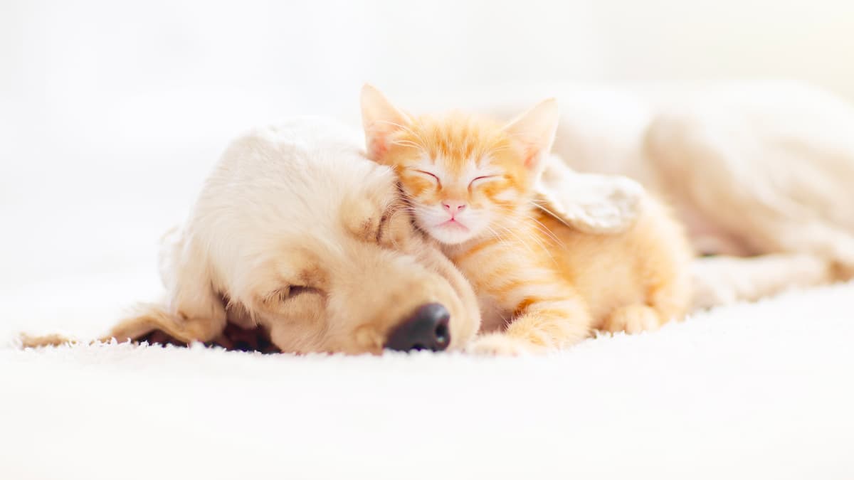 犬や猫｢オス｣｢メス｣の寿命の平均