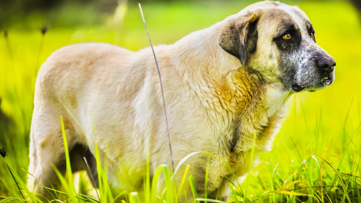 ギネス記録に登録された犬の年齢は30歳！ラフェイロ･ド･アレンティジョ